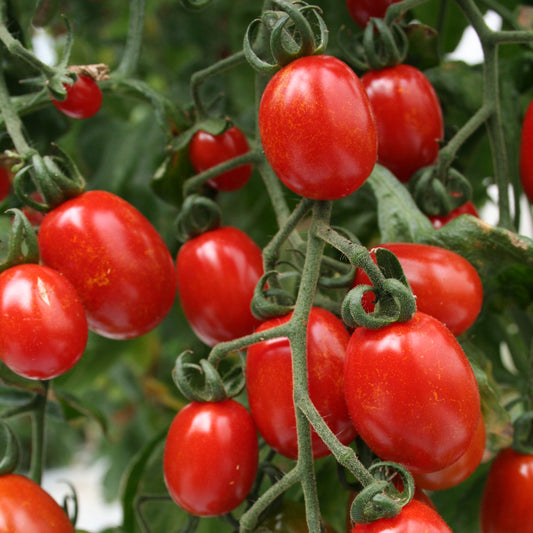 🍅 Plum Tomato Hybrid Seeds – 100 Seeds, Perfect for Sauces & Canning -Vegetable Seeds