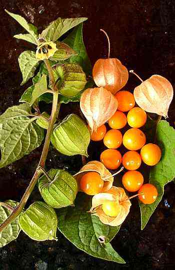 Rare Hybrid Golden Berry  Exotic  Fruit Seeds for Growing (Pack of 30 seeds)