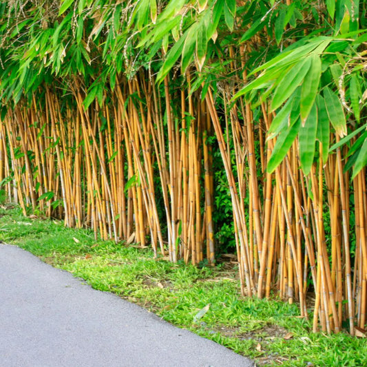 Golden Bamboo Plant 40 Seeds-Tree Seeds