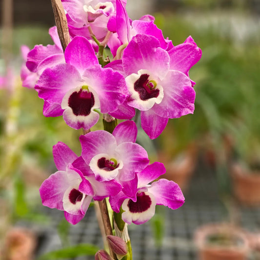Dendrobium Nobile Orchid Plant – Exotic Flowering Indoor & Outdoor Orchid - Orchid Plant