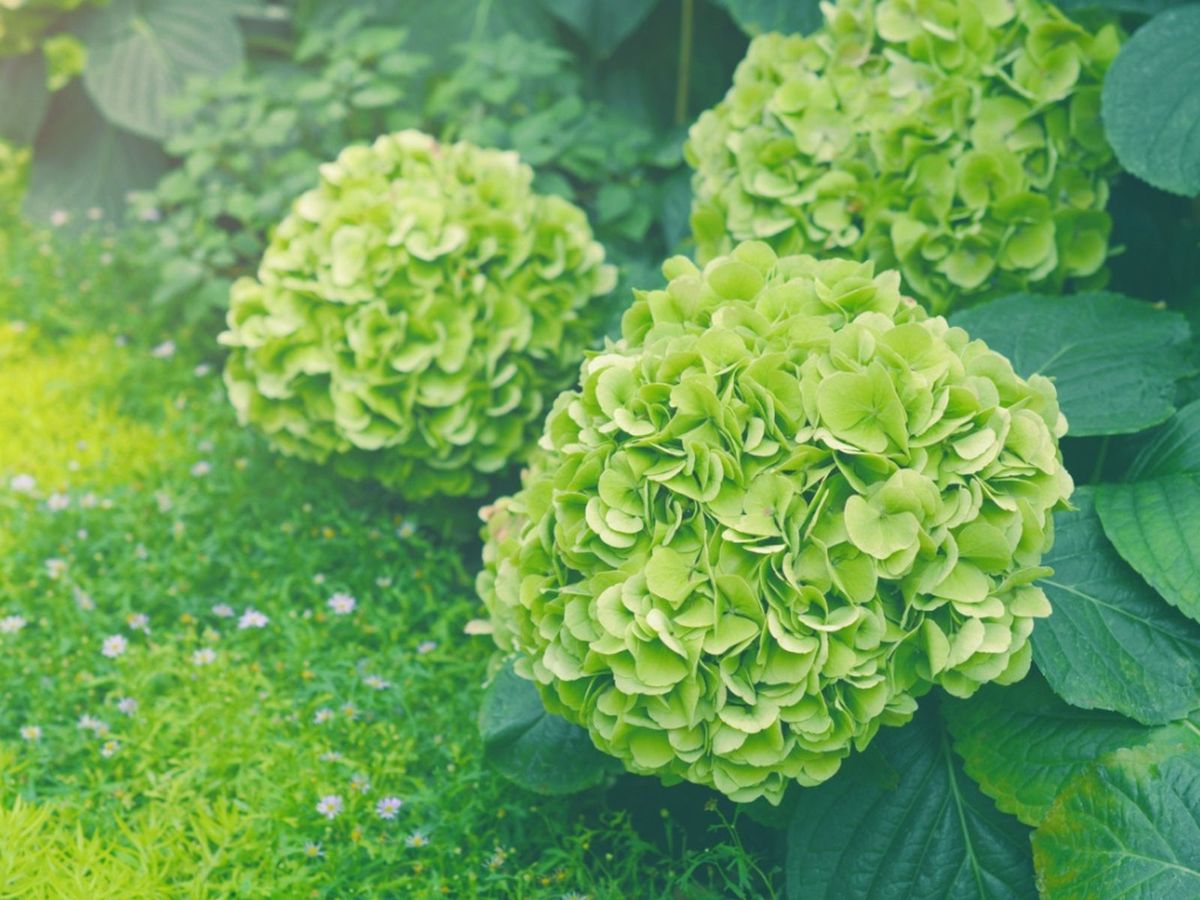 🌿 Hydrangea Flower Plant (Green) – Rare Live Ornamental Shrub for Home & Garden Decor - Flowering Plant