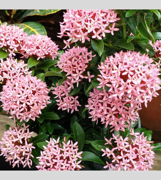 Mini Ixora Live Plant (Pink) – Compact Flowering Shrub for Home Garden & Pots -Flowering Plant