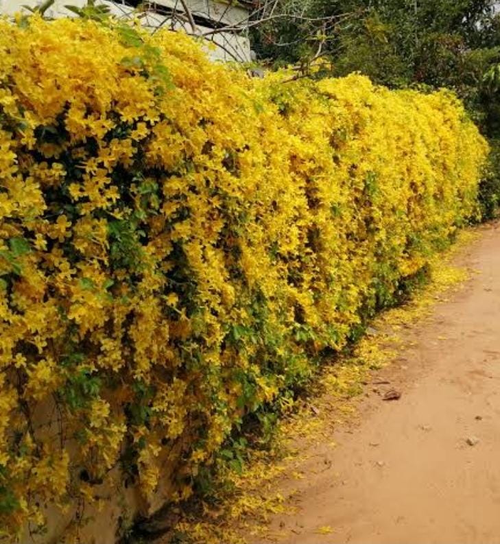 Cat's Claw Creeper Plant | Fast-Growing Yellow Flowering Climber for Outdoor Walls & Fences | Macfadyena unguis-cati