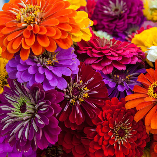 Zinnia Flower 50 Seeds Mix – Bright, Long-Lasting Garden Blooms - Flower Seeds