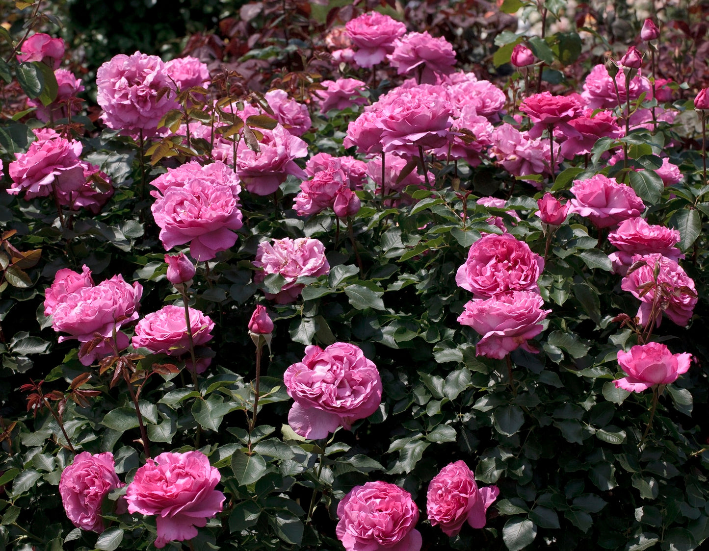 🌹 Yves Piaget Rose Seeds – Luxurious Pink Peony-Style Rose with Strong Fragrance 20 Seeds Pack ( Growing Guide Free) - Flower Seeds