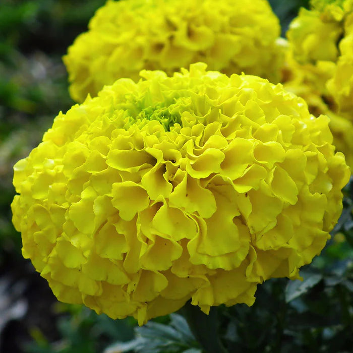 Bright Yellow Marigold Flower Seeds – Pack of 30 - Flower Seeds