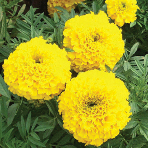 Hybrid Yellow Marigold Flower Seeds – Pack of 30 - Flower Seeds