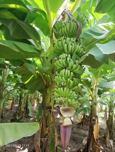 G9 Banana Plant – Tissue-Cultured Live Plant– 1 Healthy Plant - Fruit Plant