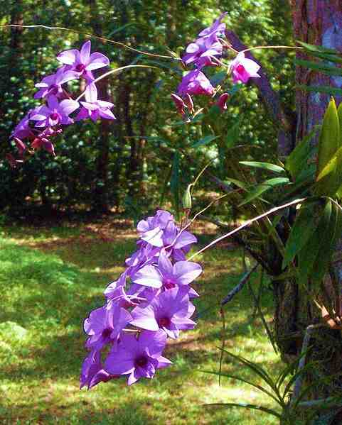 Dendrobium Orchid (Cooktown Orchid) – Exotic Long-Lasting Flowering Plant - Orchid Plant