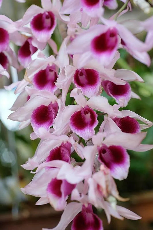 Dendrobium Anosmum Orchid (Fragrant Honohono) – Cascading, Sweetly Scented Blooms - Orchid Plant