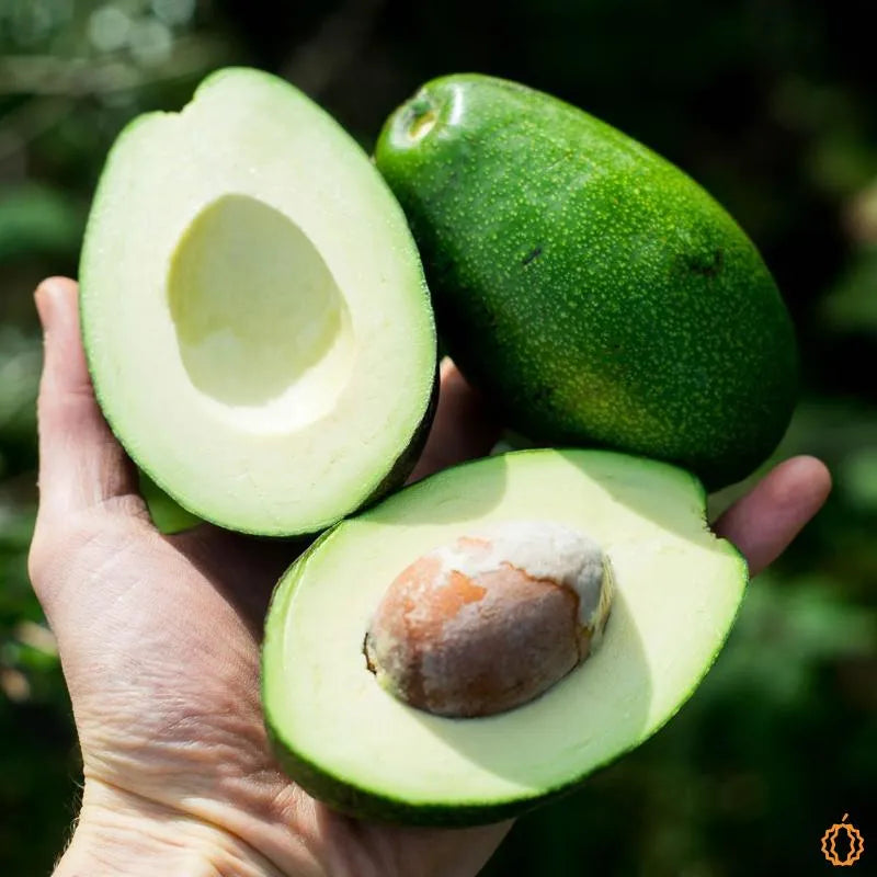 Bacon Avocado Seeds – Pack of 2 - Fruit Seeds