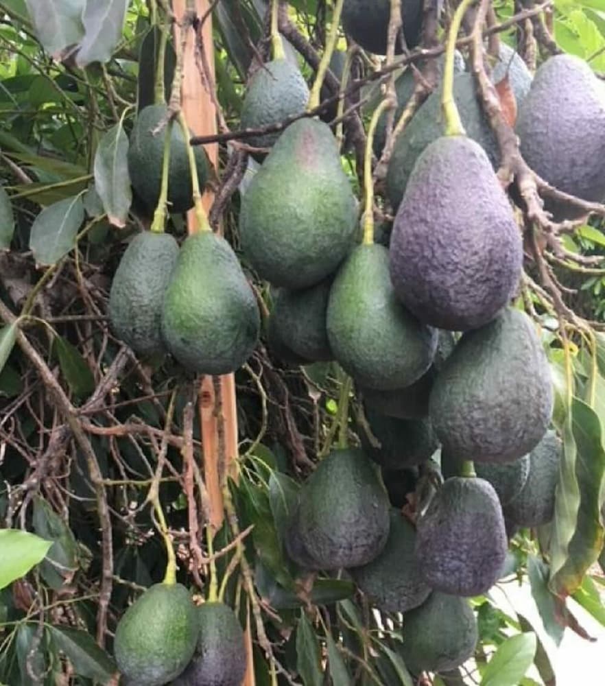 Lamb Hass Avocado Seeds – Pack of 2 - Fruit Seeds