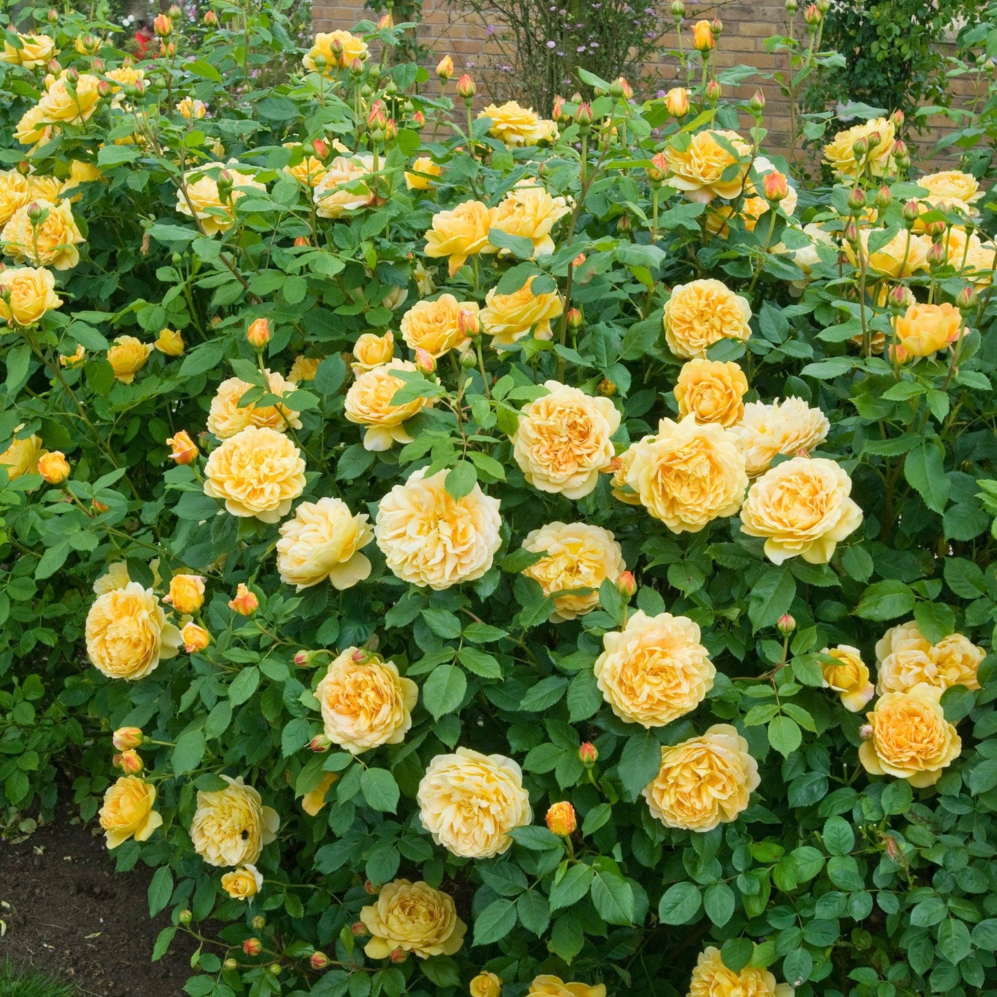 🌹 Golden Celebration Climbing Rose Seeds – Fragrant Yellow David Austin Variety 20 Seeds Pack ( Growing Guide Free) - Flower Seeds