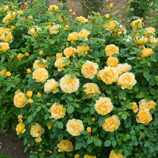 🌹 Golden Celebration Climbing Rose Seeds – Fragrant Yellow David Austin Variety 20 Seeds Pack ( Growing Guide Free) - Flower Seeds