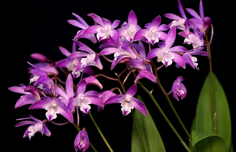 Dendrobium Kingianum Orchid (Pink Rock Orchid) – Hardy, Fragrant & Easy-to-Grow - Orchid Plant