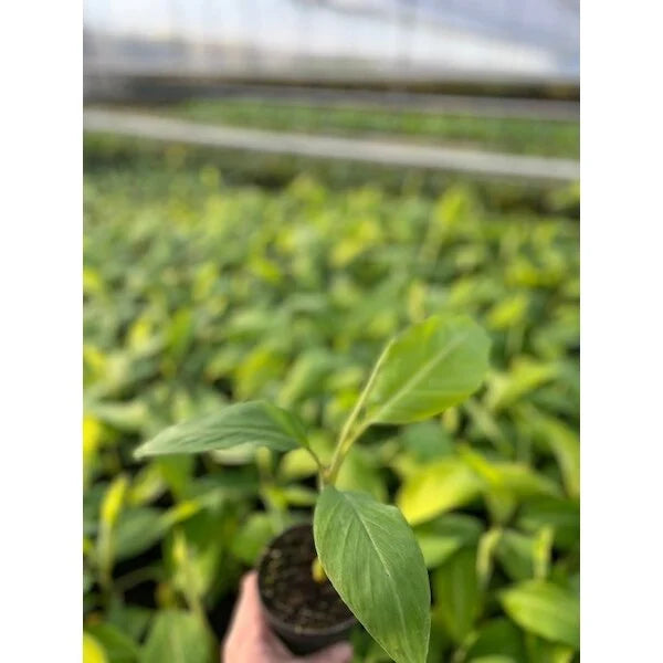 Thousand Fingers Banana – Live Tissue-Cultured Plant – 1 Healthy Plant - Fruit Plant