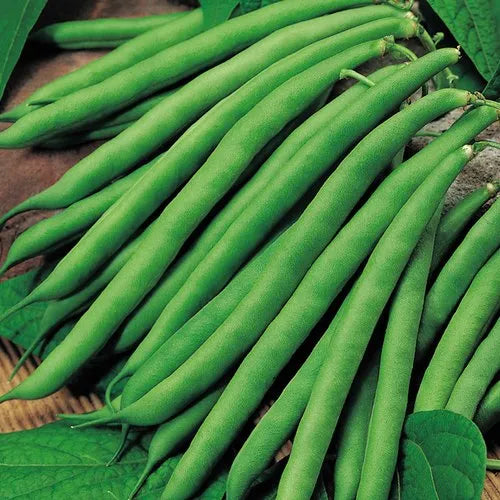 ARKA Sharath -TFL FRENCH BEAN (Bush Type) Hybrid -Vegetable Seeds