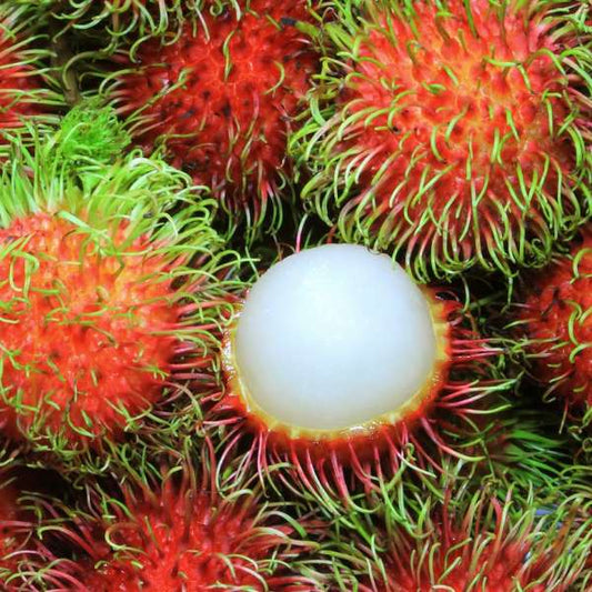Rongrien (Thailand) Rambutan Hybrid Exotic Fruit Seeds, Pack of 5 - Fruit Seeds