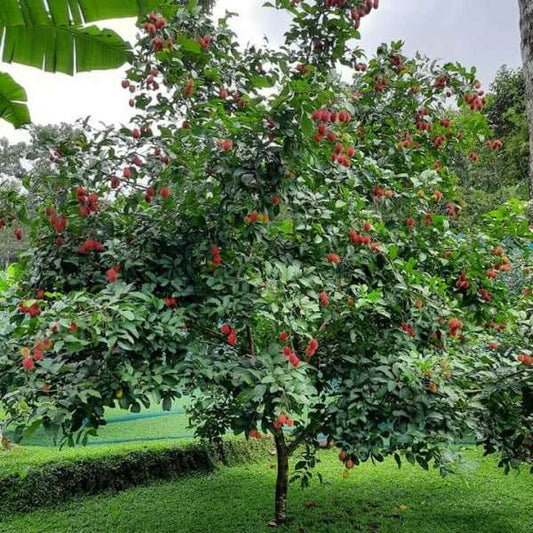 N18 Rambutan Hybrid Exotic Fruit Seeds, Pack of 5 - Fruit Seeds