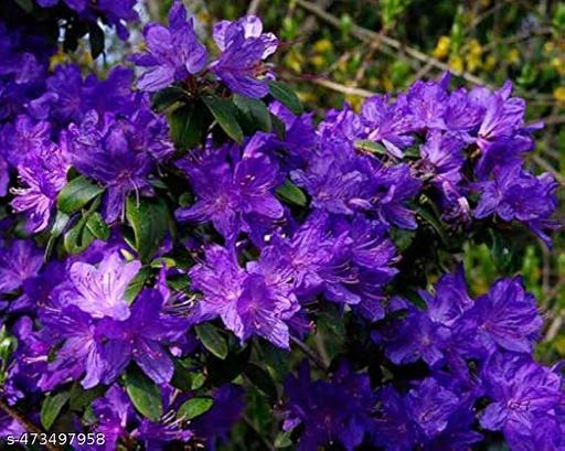 💜 Azalea Flower Plant (Purple) – Live Ornamental Shrub for Garden, Pots & Landscaping -Flowering Plant