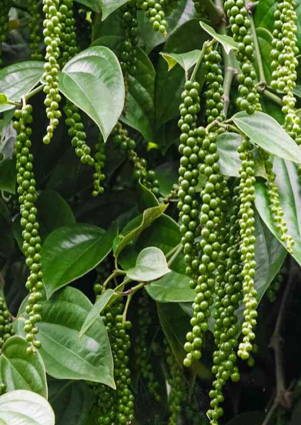 Plants Guru Black Pepper Whole (Kali Mirch) – 250g-Spices