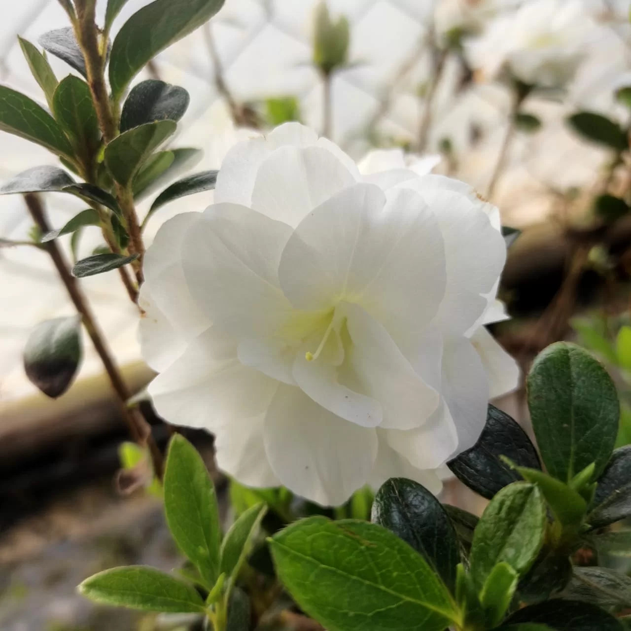 🤍 Azalea Flower Plant (White) – Live Evergreen Shrub for Garden, Balcony & Pots -Flowering Plant