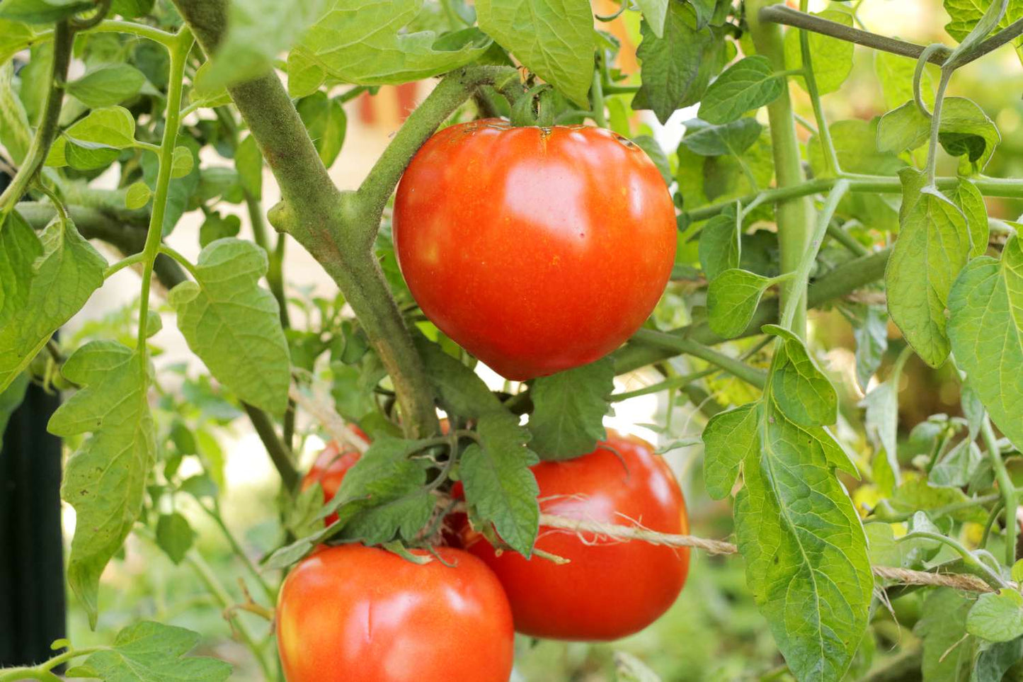 🍅 Celebrity Hybrid Tomato Seeds – 100 Seeds, All-Purpose & Disease-Resistant Variety -Vegetable Seeds