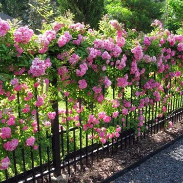 Pink Climbing Rose Seeds | Fragrant Climber Flowering Vine ( Growing Guide Free) Rose Seeds