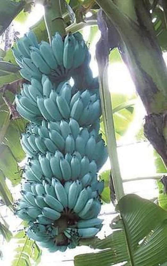 Tissue-Cultured Blue Java Banana Plant – 1 Healthy Plant (Ice Cream Banana) - Fruit Plant
