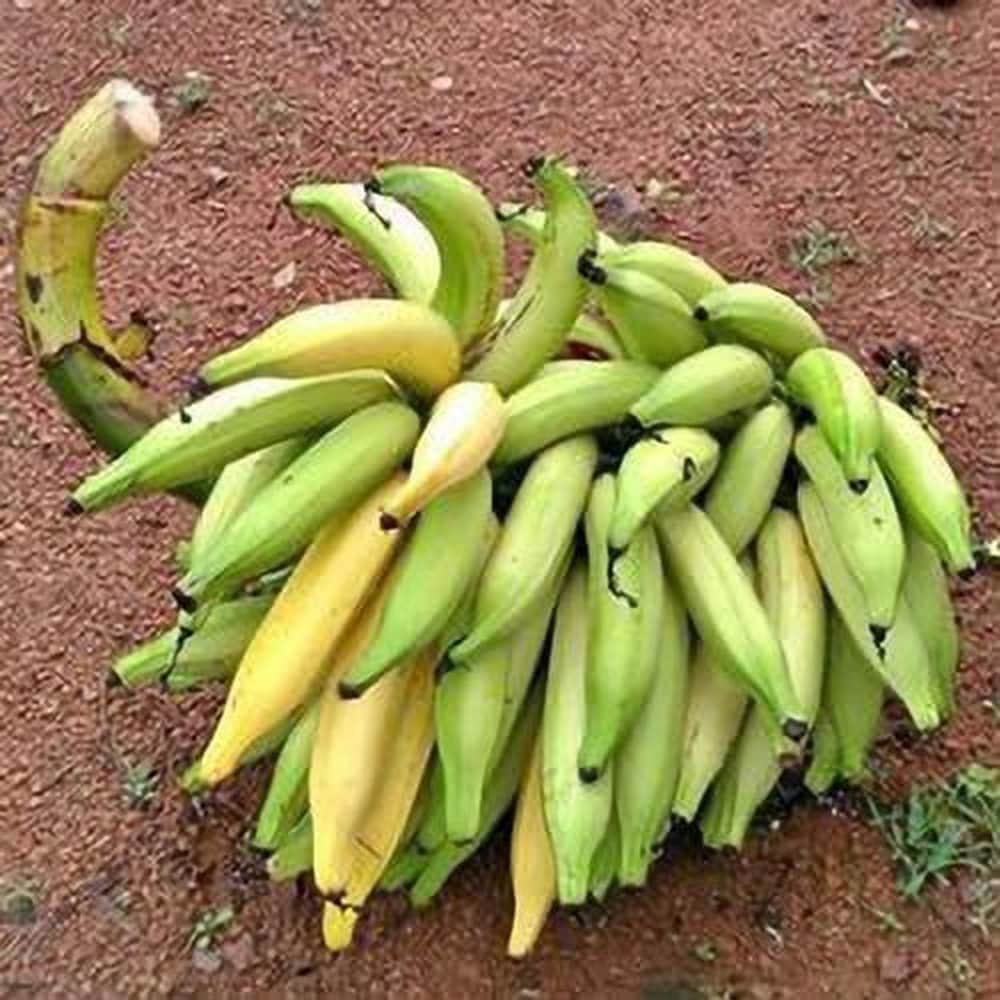 Nendran Banana  – Tissue-Cultured Live Plant– 1 Healthy Plant - Fruit Plant