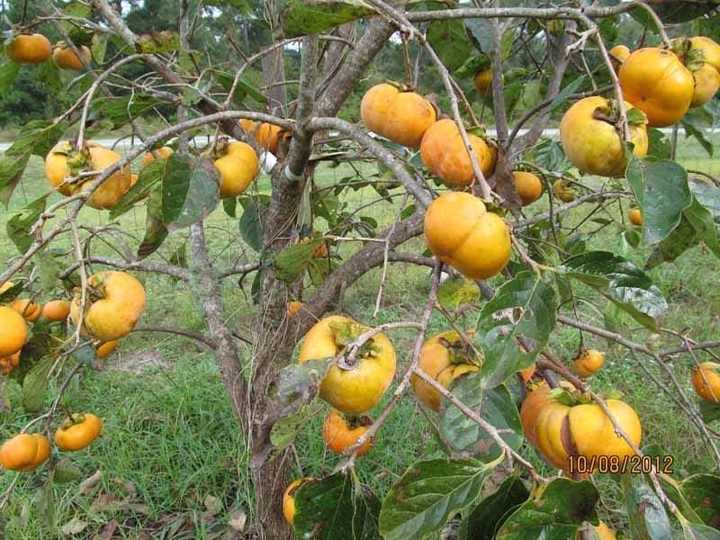 Persimmon Seed- Rare Persimmon Tropical Fruit Seeds for Growing [ 5 Seeds Pack ]-Fruit Seeds