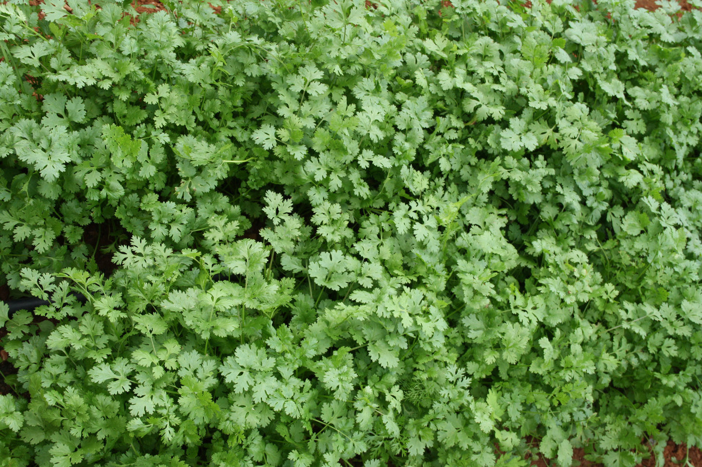 ARKA Isha -TFL CORIANDER Hybrid -Vegetable Seeds