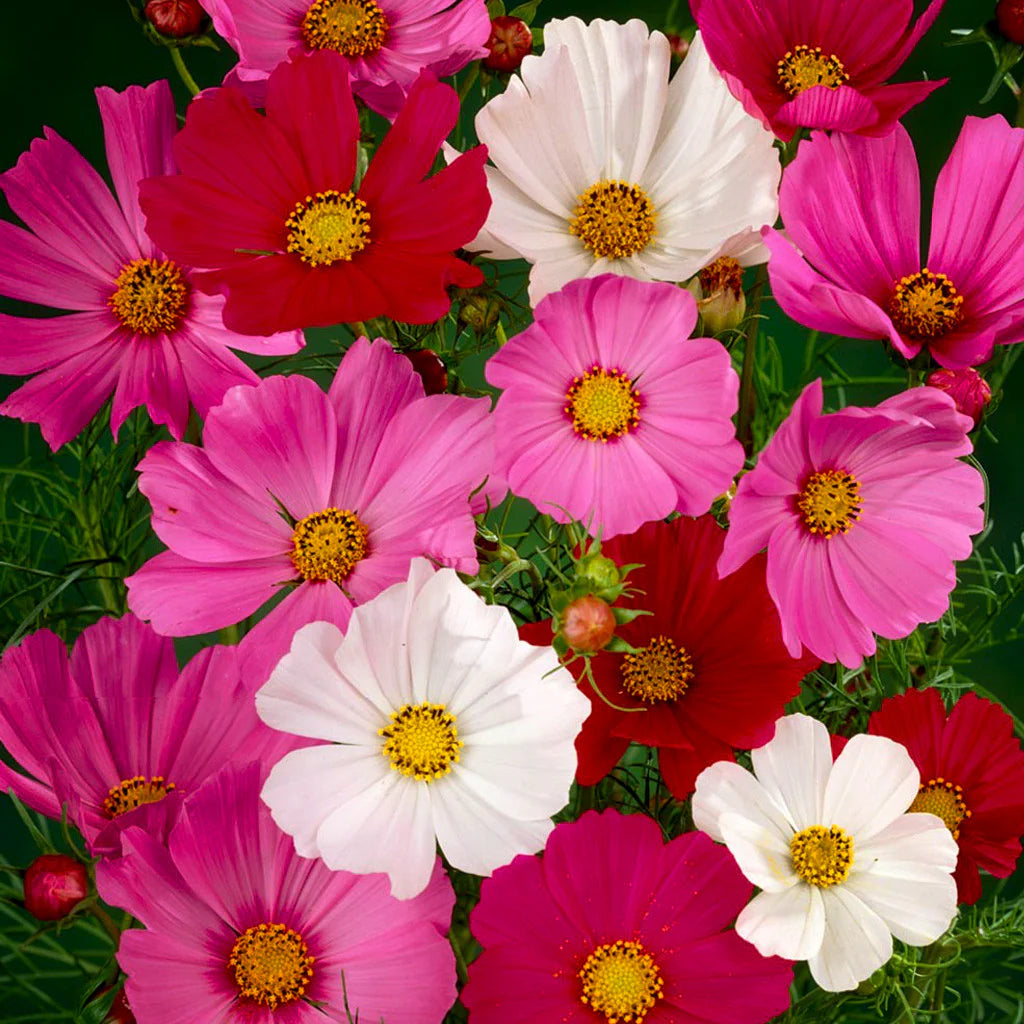 Cosmos Flower 50 Seeds Mix – Vibrant Multi-Color Blooms - Flower Seeds