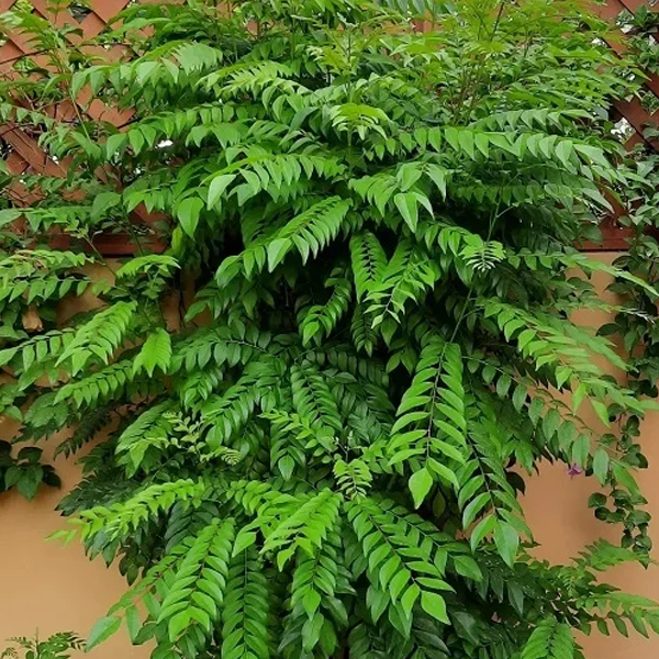 Live Curry Leaf Plant (Murraya koenigii) – Aromatic & Medicinal Herb for Home Garden - Medicinal Plant