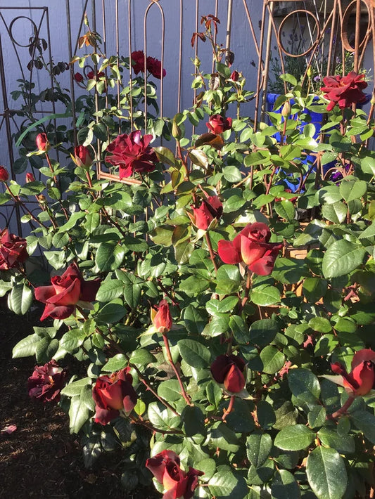 🌹 Dark Night Rose Seeds – Exotic Bi-Color Hybrid Tea Rose 20 Seeds Pack ( Growing Guide Free) - Flower Seeds