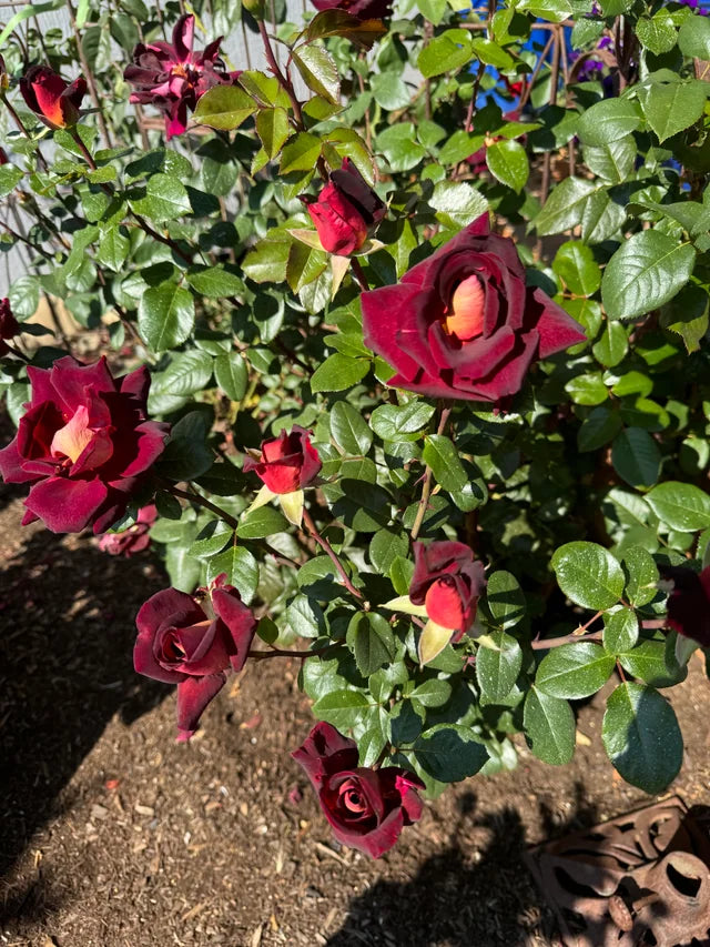 🌹 Dark Night Rose Seeds – Exotic Bi-Color Hybrid Tea Rose 20 Seeds Pack ( Growing Guide Free) - Flower Seeds