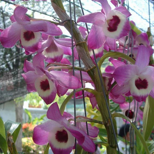 Dendrobium Nobile Orchid Plant – Exotic Flowering Indoor & Outdoor Orchid - Orchid Plant
