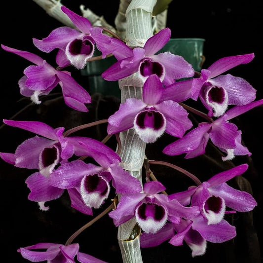 Dendrobium Parishii Orchid – Rare, Fragrant & Vibrant Purple Blooms - Orchid Plant
