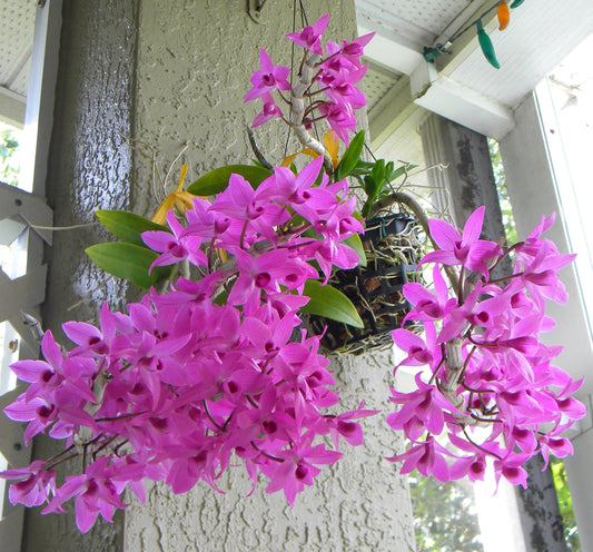 Dendrobium Anosmum Orchid (Fragrant Honohono) – Cascading, Sweetly Scented Blooms - Orchid Plant