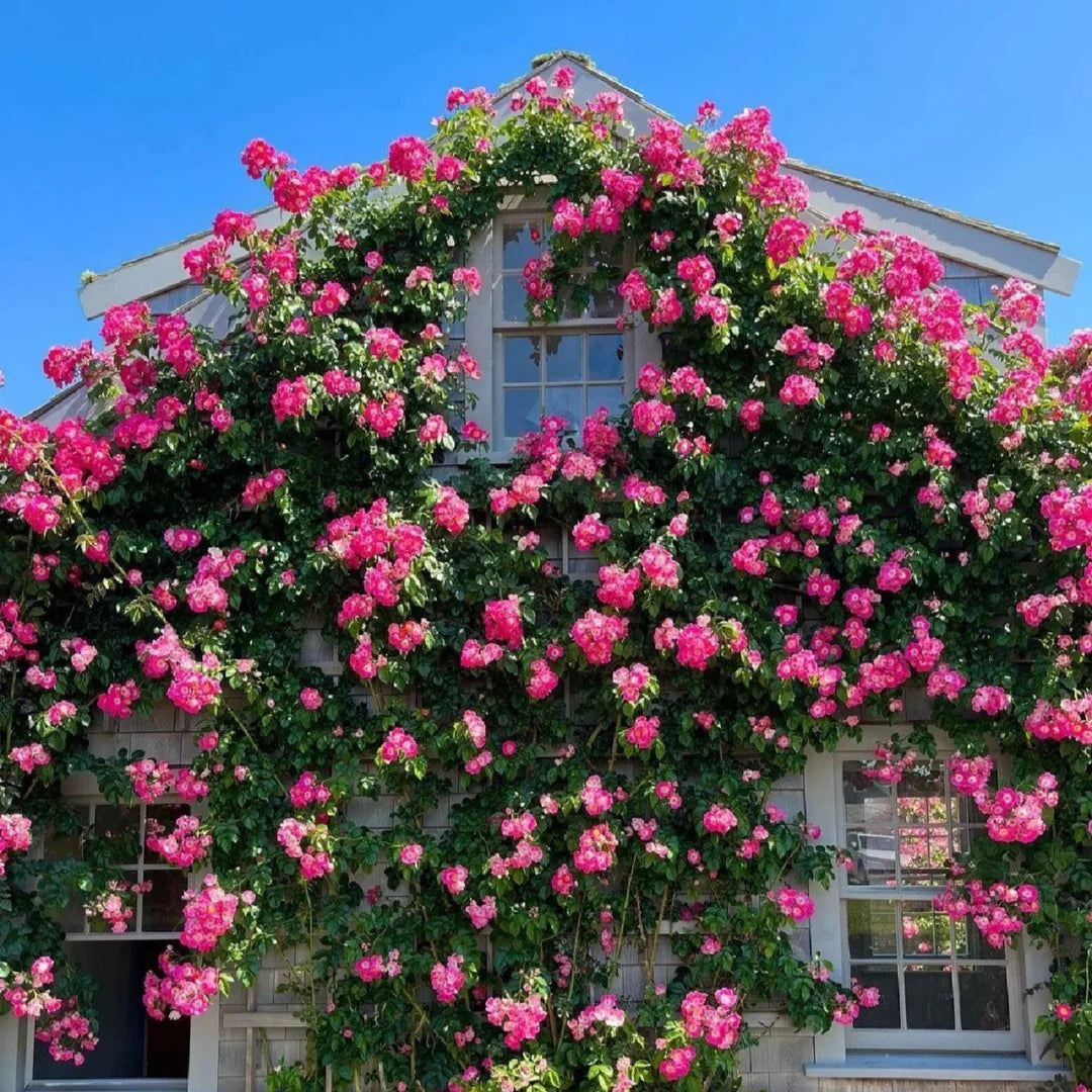 Pink Climbing Rose Seeds | Fragrant Climber Flowering Vine ( Growing Guide Free) Rose Seeds