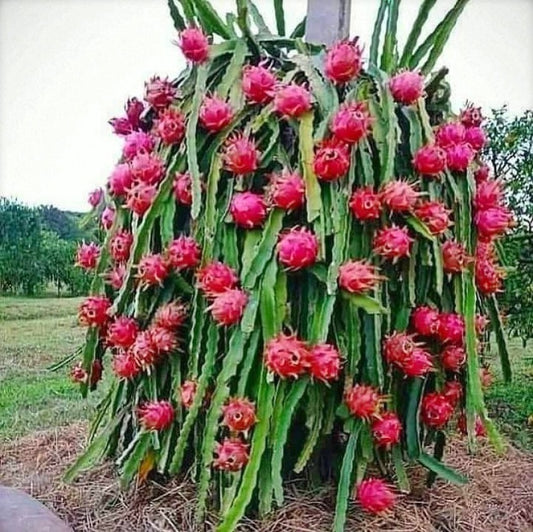 Dragon Fruit Live Plant (Pink Flesh) – Pitaya Cactus Plant for Home & Garden -Fruit Plant