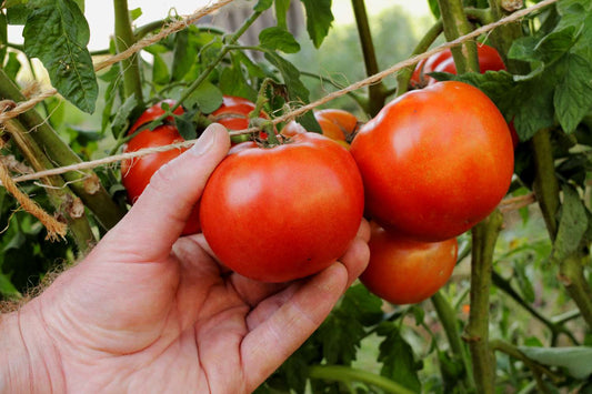 🍅 Early Girl Hybrid Tomato Seeds – 100 Seeds, Fast-Maturing & Flavorful Variety -Vegetable Seeds
