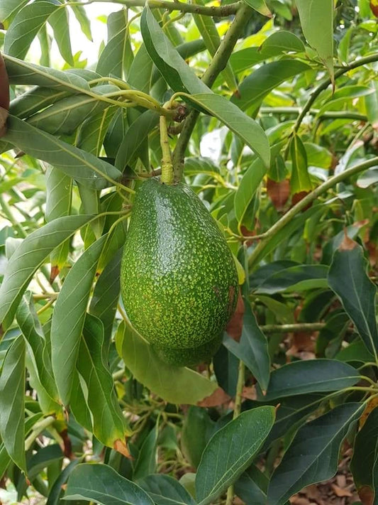 Ettinger  Avocado Seeds – Pack of 2 - Fruit Seeds