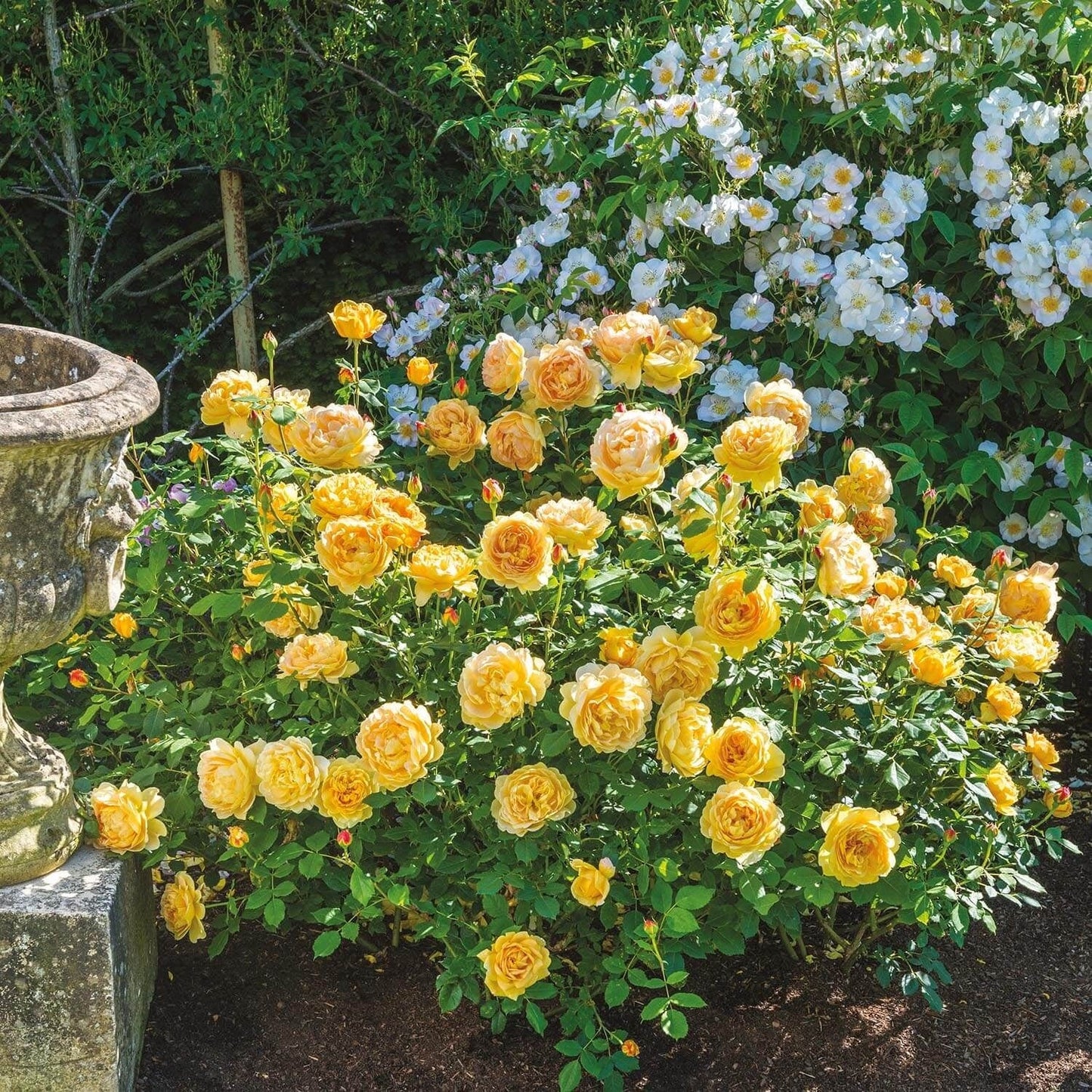 🌹 Golden Celebration Climbing Rose Seeds – Fragrant Yellow David Austin Variety 20 Seeds Pack ( Growing Guide Free) - Flower Seeds