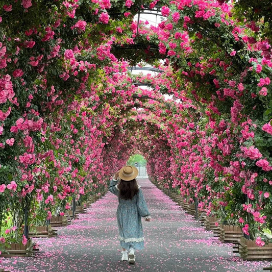 Elegant Imported Climbing Rose Flower Seeds + Plant Growth Supplement FREE ( Growing Guide Free) - Flower Seeds