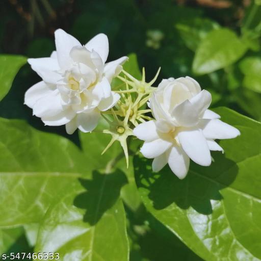 Mogra Plant (Jasminum sambac) – Arabian Jasmine Live Plant with Fragrant White Flowers -Flowering Plant