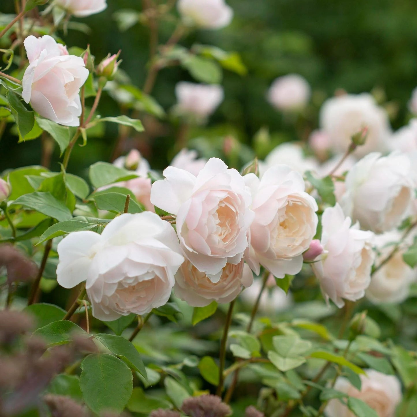🌸 Desdemona Rose Seeds – Fragrant White-Pink David Austin Variety 20 Seeds Pack ( Growing Guide Free) - Flower Seeds