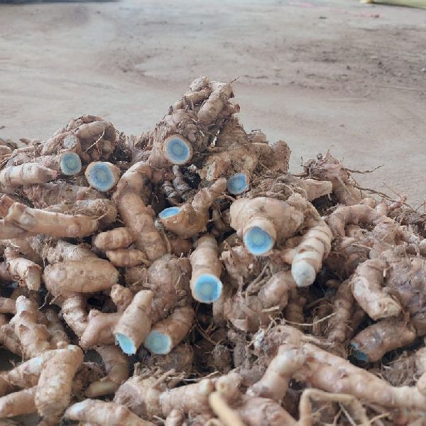 Black Turmeric (Curcuma Caesia) – 5 Seeds | Rare Medicinal Plant - Rhizome & Bulbs