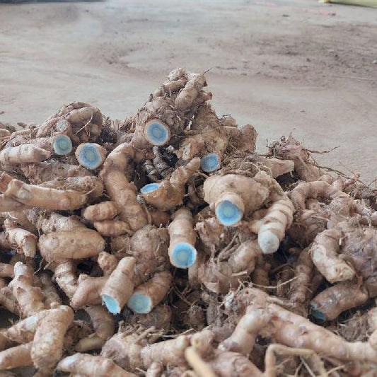 Black Turmeric (Curcuma Caesia) – 5 Seeds | Rare Medicinal Plant - Rhizome & Bulbs