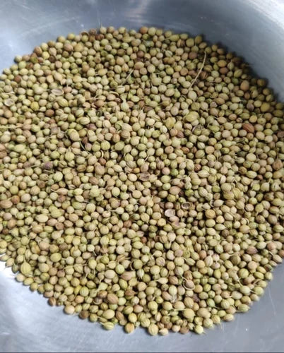 ARKA Isha -TFL CORIANDER Hybrid -Vegetable Seeds